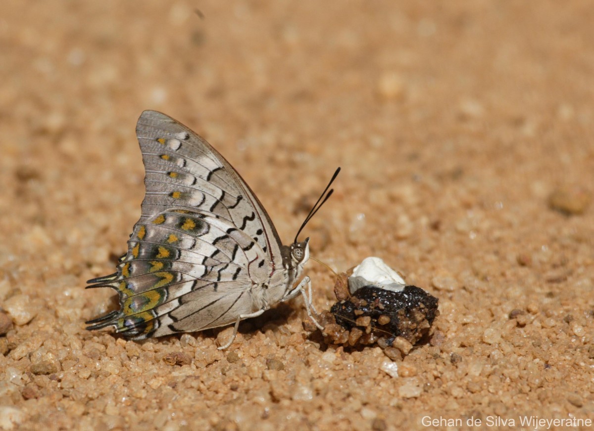 Charaxes solon Fabricius, 1793